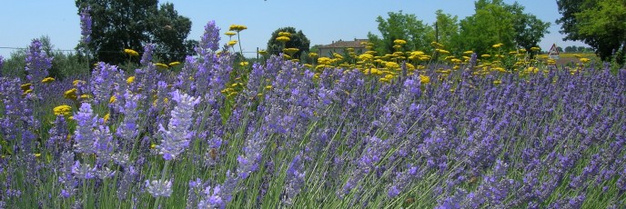 A field of lavender in the French countryside.